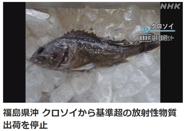 지난 22일 일본 후쿠시마현 신치초(新地町) 앞바다 8.8km 지점, 수심 24m 어장에서 잡힌 우럭에서 기준치의 5배가 넘는 방서성 물질인 세슘이 검출됐다고 NHK가 보도했다. (사진출처: NHK홈페이지 캡쳐)
